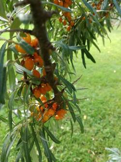 Syksy saapuu ja metsät täyttyvät värien loistoista! | Kirami 